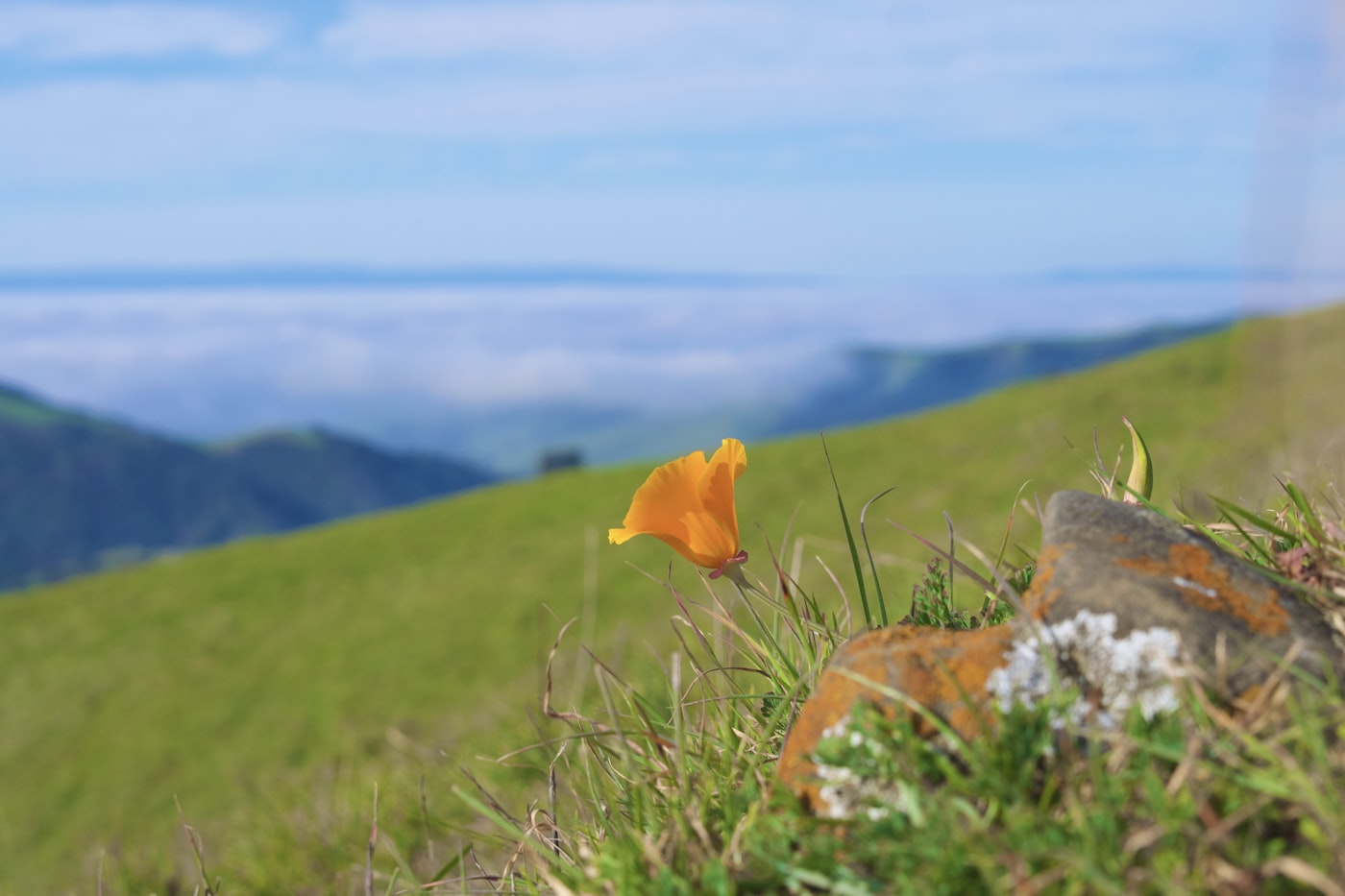 Sonoma meadow with wildflowers