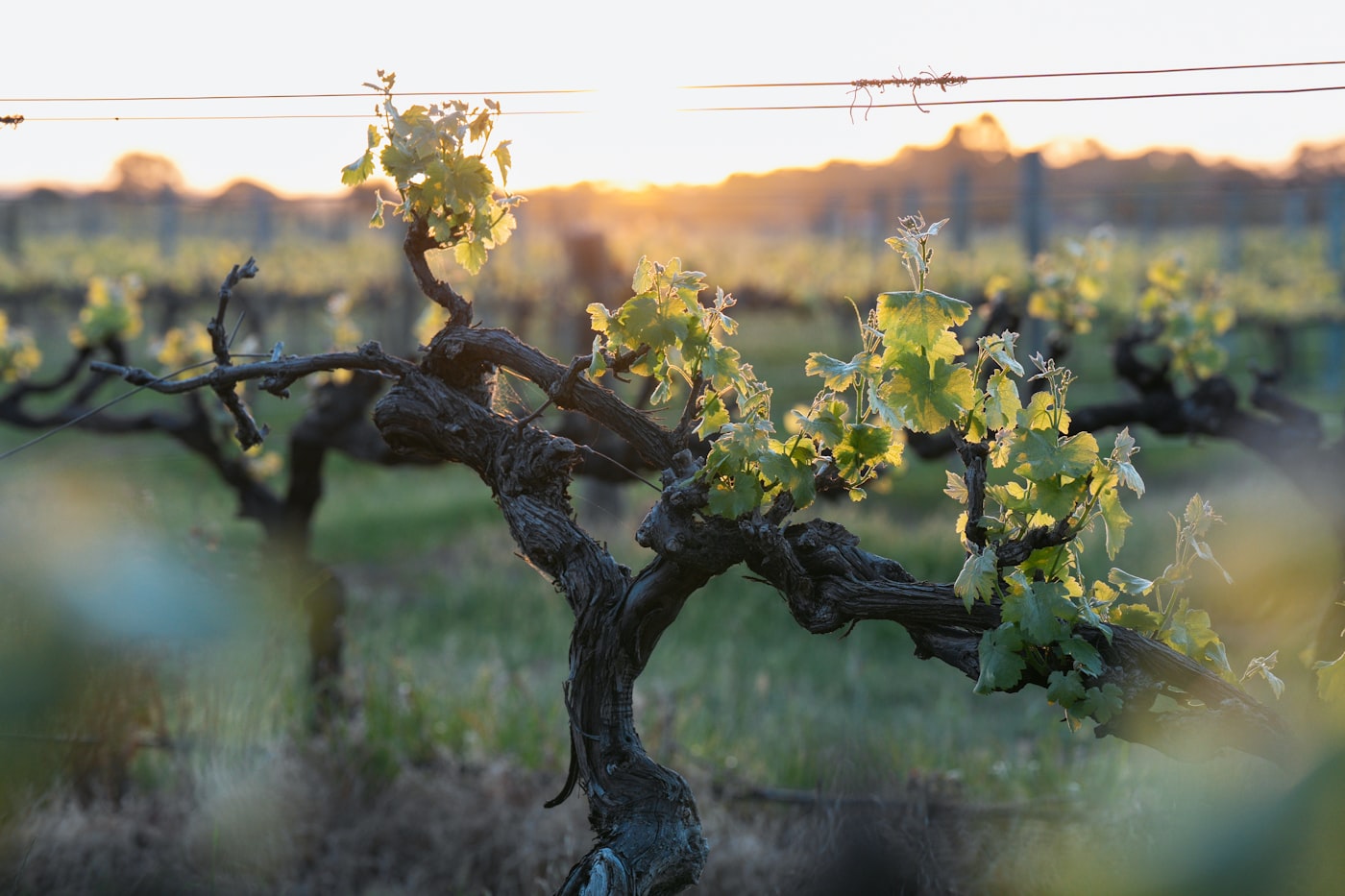 Founder & Lead Mixologist